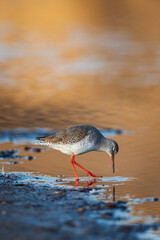 Redshank Tringa totanus on the beach