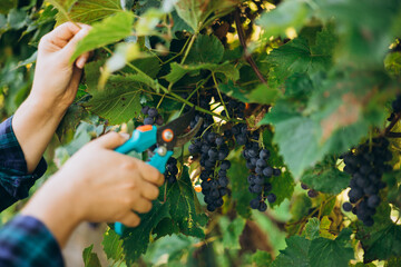 Female farmer cutting grapes. Pruner cuts a bunch. Farmer gathering crop of grapes on ecological...