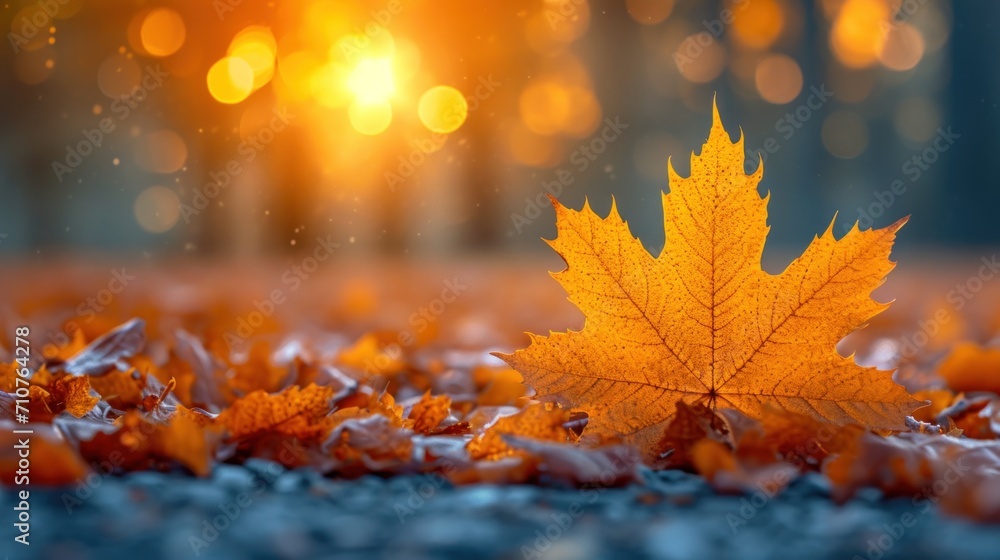 Poster a maple leaf laying on the ground in front of a setting sun with boke of lights in the background.
