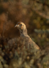 Grey francolin in the bushes at Hamala, Bahrain