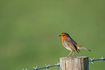 A Robin perched on a post. He looks out across the softly focused green background. Erithacus rubecula. copy space editorial picture.