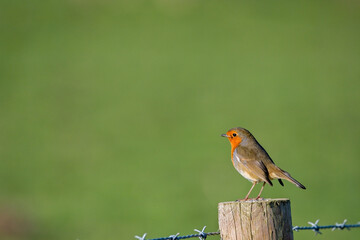 A Robin perched on a post. He looks out across the softly focused green background. Erithacus rubecula. copy space editorial picture.