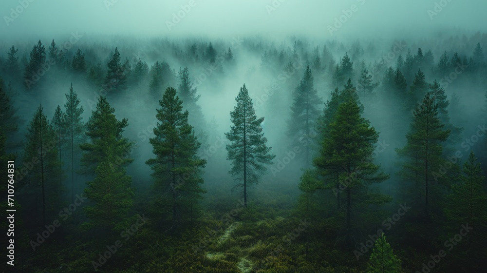 Poster a foggy forest filled with lots of trees and a dirt path in the middle of the middle of the forest.