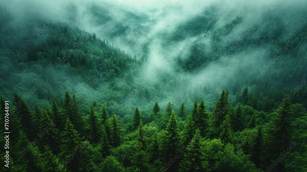 Poster a forest filled with lots of green trees covered in a layer of fog and foggy clouds in the distance.