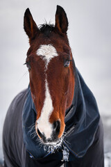 Bay KWPN horse with white marking wrapped in warm blanket in the snow looking sweet