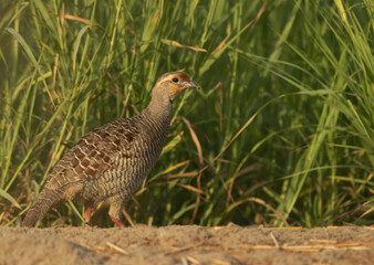 Portrait of a Grey francolin at Hamala, Bahrain