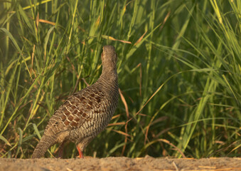 Closeup of a Grey francolin lookng on other side at Hamala, Bahrain