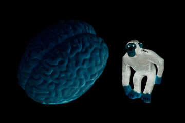 Monkey Toy Animal with Human Brain Anatomical Model