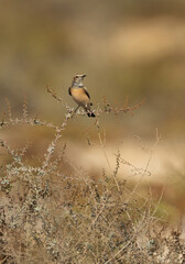 Pied wheatear perched on bush, Bahrain
