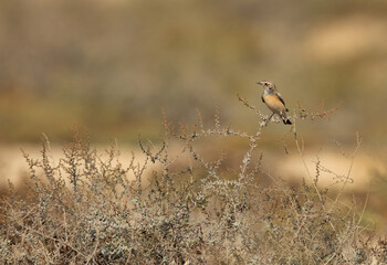 Pied wheatear perched on bush at Hamala,  Bahrain