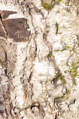 Old wood tree background or texture. Tree bark.
