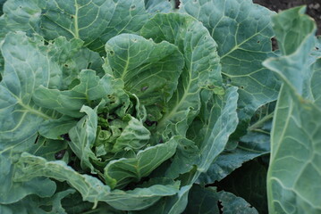 White cabbage leaves. Cabbage with large large rounded leaves of pale green color grew in the...