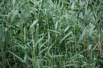 Tall reeds grow like a wall. Tall reeds grew like a thick, almost continuous wall. Thin, elongated...