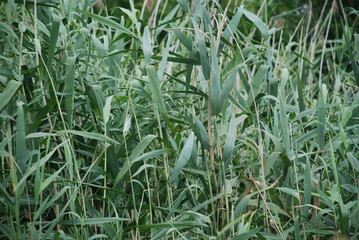 Tall reeds grow like a wall. Tall reeds grew like a thick, almost continuous wall. Thin, elongated leaves of the plant hang on long, strong green stems. The reeds are not yet.