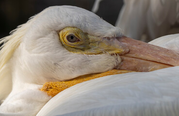 portrait of a pelican
