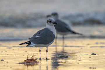 seagull on the beach