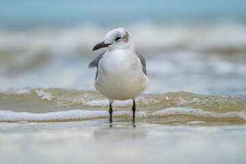 seagull on the beach
