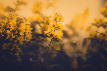 The yellow loosestrife blooms in the field, illuminated by the warm summer sun. Flora and nature