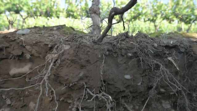 Calicata de suelo en vi&ntilde;edo con tierra, piedras y ra&iacute;ces