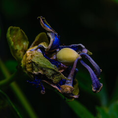 The beauty is preserved in the delicate transfer of a dried passion flower, a testament to the vanishing taste of time.