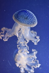 Obraz na płótnie Canvas jellyfish in aquarium