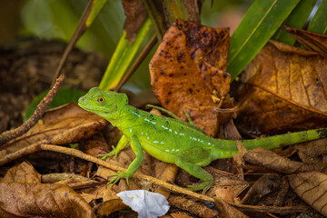 Beautiful Green Iguana (Iguana Iguana) in a tree in Cahuita National Park (Costa Rica)