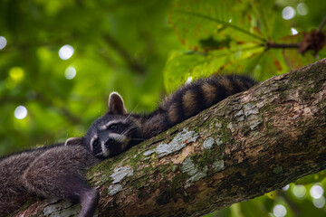 Cute raccoon (Procyon lotor) in Cahuita National Park (Costa Rica)