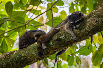 Fototapeta premium Cute raccoon (Procyon lotor) in Cahuita National Park (Costa Rica)