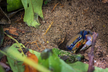 Blue land crab (Cardisoma guanhumi) in Cahuita National Park (Costa Rica)
