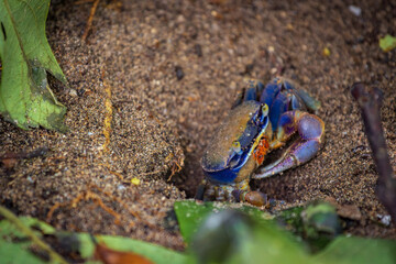 Blue land crab (Cardisoma guanhumi) in Cahuita National Park (Costa Rica)