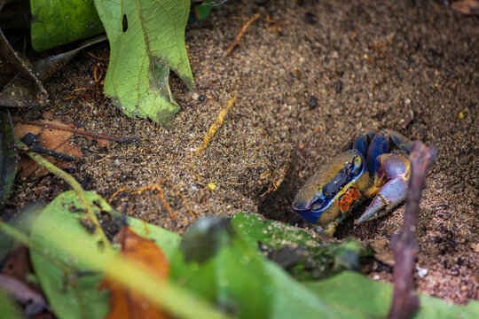 Blue land crab (Cardisoma guanhumi) in Cahuita National Park (Costa Rica)