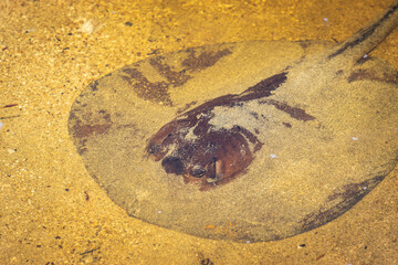 A stingray in the coast of Cahuita National Park (Costa Rica)