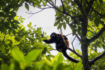 Mantled howler monkey (Alouatta palliata) in Cahuita National Park (Costa Rica)