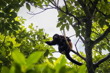 Fototapete Rund Mantled howler monkey (Alouatta palliata) in Cahuita National Park (Costa Rica) © julen