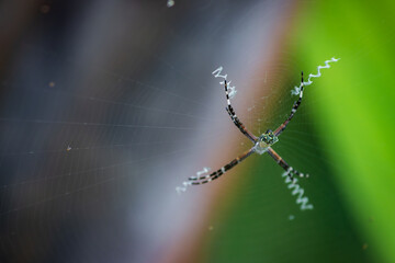Silver argiope spider in Cahuita National Park (Costa Rica)