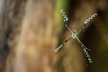 Silver argiope spider in Cahuita National Park (Costa Rica)