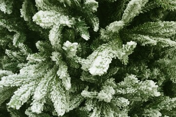 Evergreen spruce branches covered with snow and frost. Winter nature christmas background