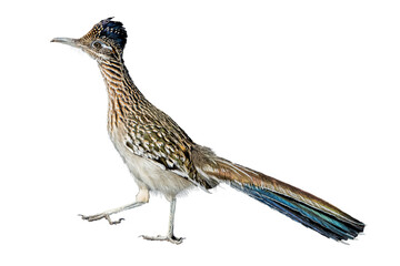 Greater Roadrunner (Geococcyx californianus) High Resolution Photo, on a Transparent PNG Background