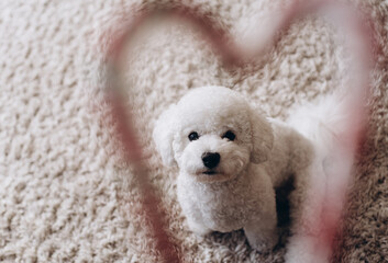 Fluffy white puppy. The dog is sitting on a white carpet. Silhouette of a heart through which a puppy is visible. Valentine's day