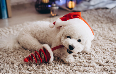 A dog in a christmas hat . Cute puppy. Maltipu Christmas holidays. Festive home atmosphere. Pets. teddy bear with christmas hat