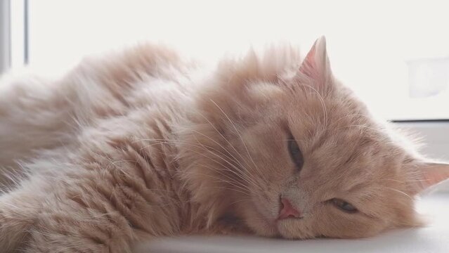 Close-up of a fluffy peach cat lying sleeping near the window. The animal basks in the rays of warm sunlight. The muzzle is resting and loves to relax on the windowsill in winter.