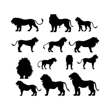 The lion silhouette is set on a white background. Vector of the African lion and illustration