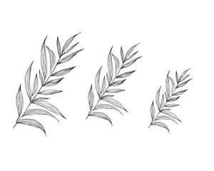 Black leaves vector illustration. Vector leaves set. Botanical illustration. Hand drawn leafs. Leaves black lines isolated on white background. Palms vector illustration.