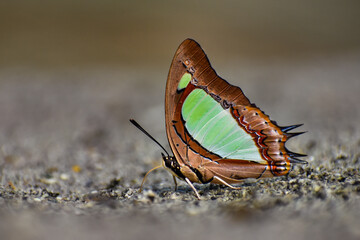 Mud puddling of Indian Nawab butterfly
