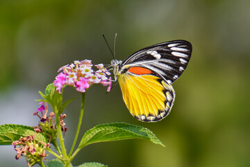 Red Spot Jezebel butterfly sitting on Lantana 