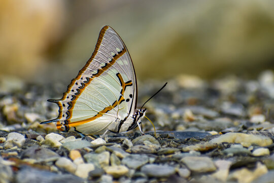 Mud puddling of Great Nawab butterfly