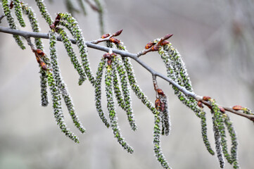 In spring, aspen blooms in nature (Populus tremula, Populus pseudotremula)