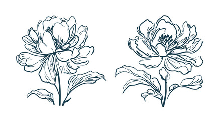 Timeless Peony Flower: Elegant Hand-Drawn Style, Floral design element for Prints and Decorative Gifts, PNG transparent background