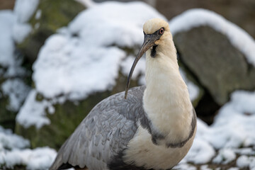 Gray-winged ibis bird portrait outdoors with snow.
