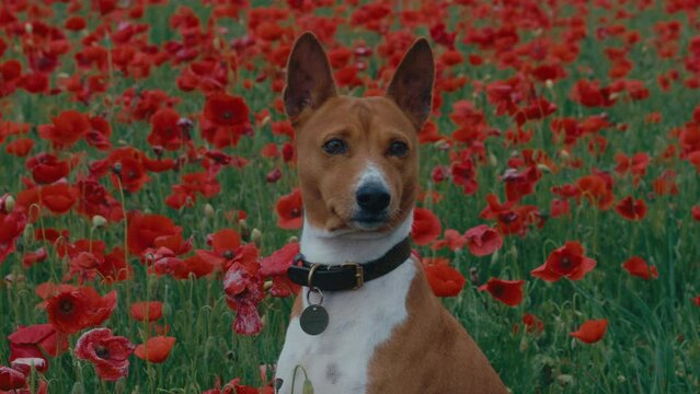Cute adorable basenji dog sits in poppy flower field. Pet portrait in agricultural landscape. Botanical beauty in natural habitat. Dog Lifestyle. 